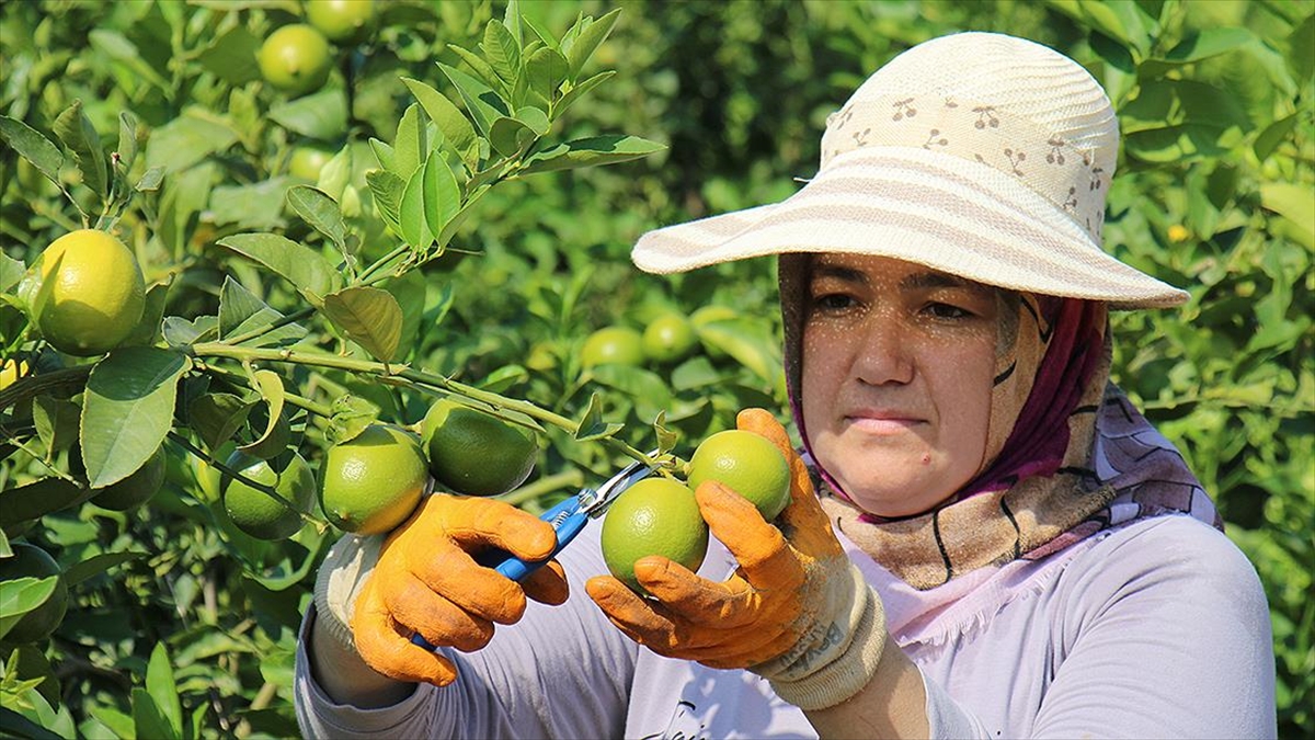 Türkiye'de geçen yıl bitkisel üretim bir önceki yıla göre limonda