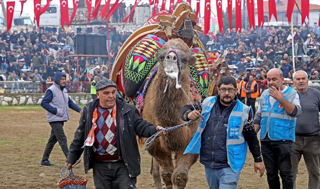 Muğla'da, Yörük kültürünün önemli bir parçası olan deve güreşleri geleneği