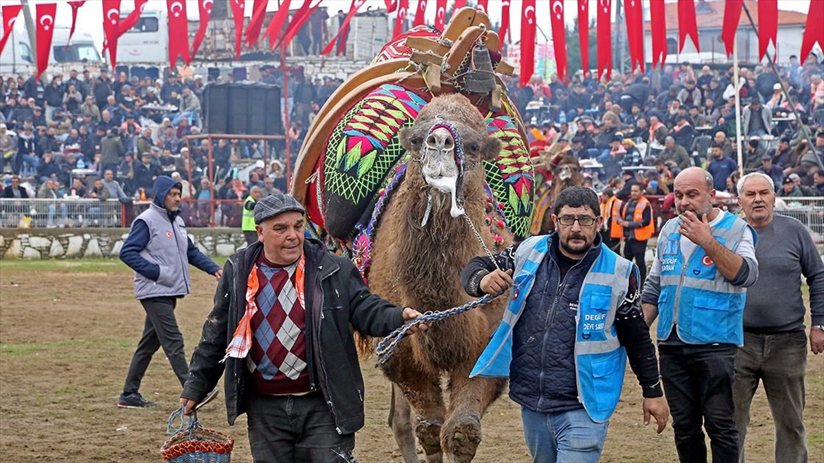 Muğla'da, Yörük kültürünün önemli bir parçası olan deve güreşleri geleneği