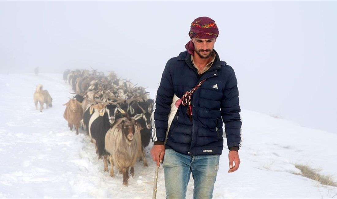 Muş'ta hayvanlarını mezrada besleyen besiciler, depoladıkları yemin bitmesi üzerine küçükbaş
