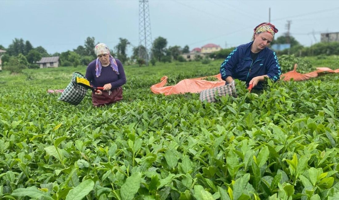 Rize'den geçen yıl yapılan çay ihracatı 2022'ye oranla yüzde 29