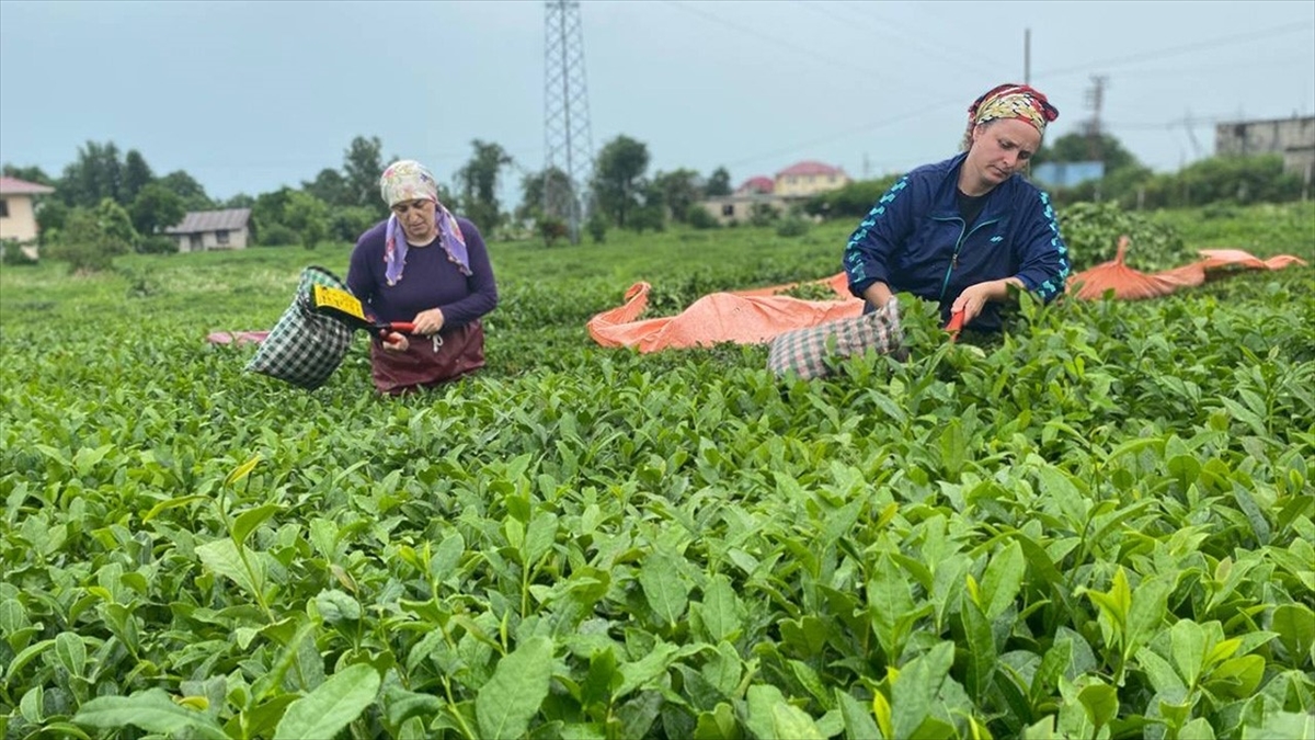 Rize'den geçen yıl yapılan çay ihracatı 2022'ye oranla yüzde 29