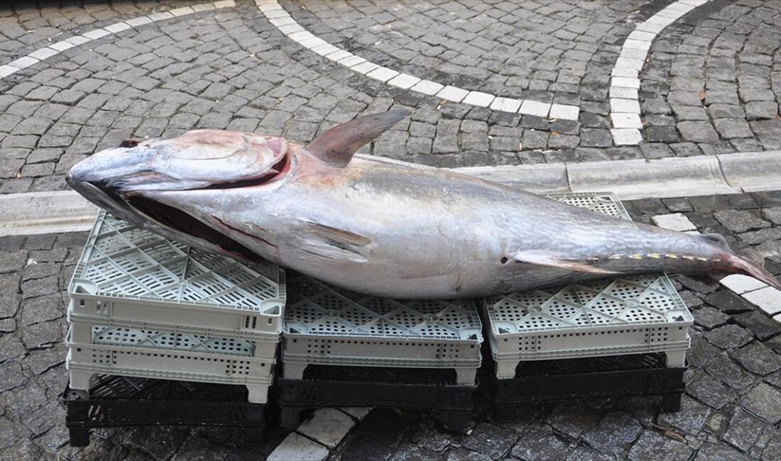 Edirne'nin Saros Körfezi'nde yakalanan 160 kilogramlık orkinos sergilendiği Kırklareli'ndeki balıkçı