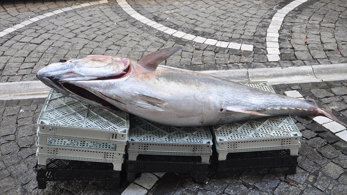 Edirne'nin Saros Körfezi'nde yakalanan 160 kilogramlık orkinos sergilendiği Kırklareli'ndeki balıkçı