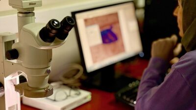 Düzce Üniversitesi (DÜ) Orman Fakültesi akademisyenleri, iklim değişikliğine bağlı endemik