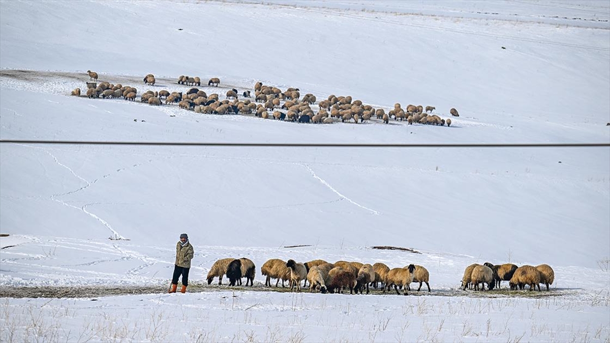 Türkiye'de küçükbaş hayvan varlığının en fazla olduğu illerden Van'da besiciler,