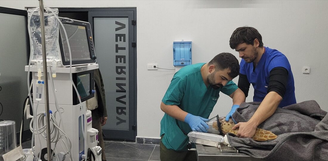 ANTALYA (AA) – Antalya'nın Manavgat ilçesinde, yaralı halde bulunan caretta