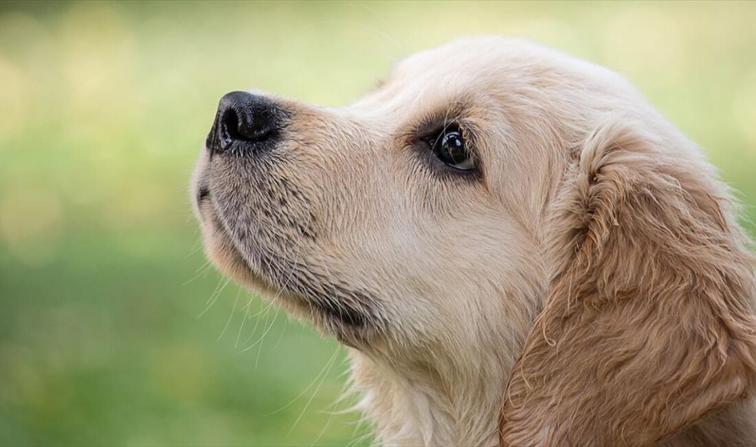 İngiltere'de yarım milyondan fazla köpeğe ait verinin incelendiği araştırmada, en
