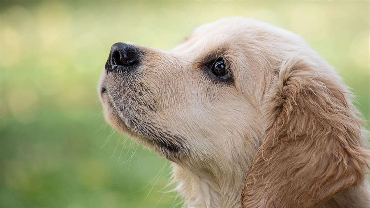 İngiltere'de yarım milyondan fazla köpeğe ait verinin incelendiği araştırmada, en