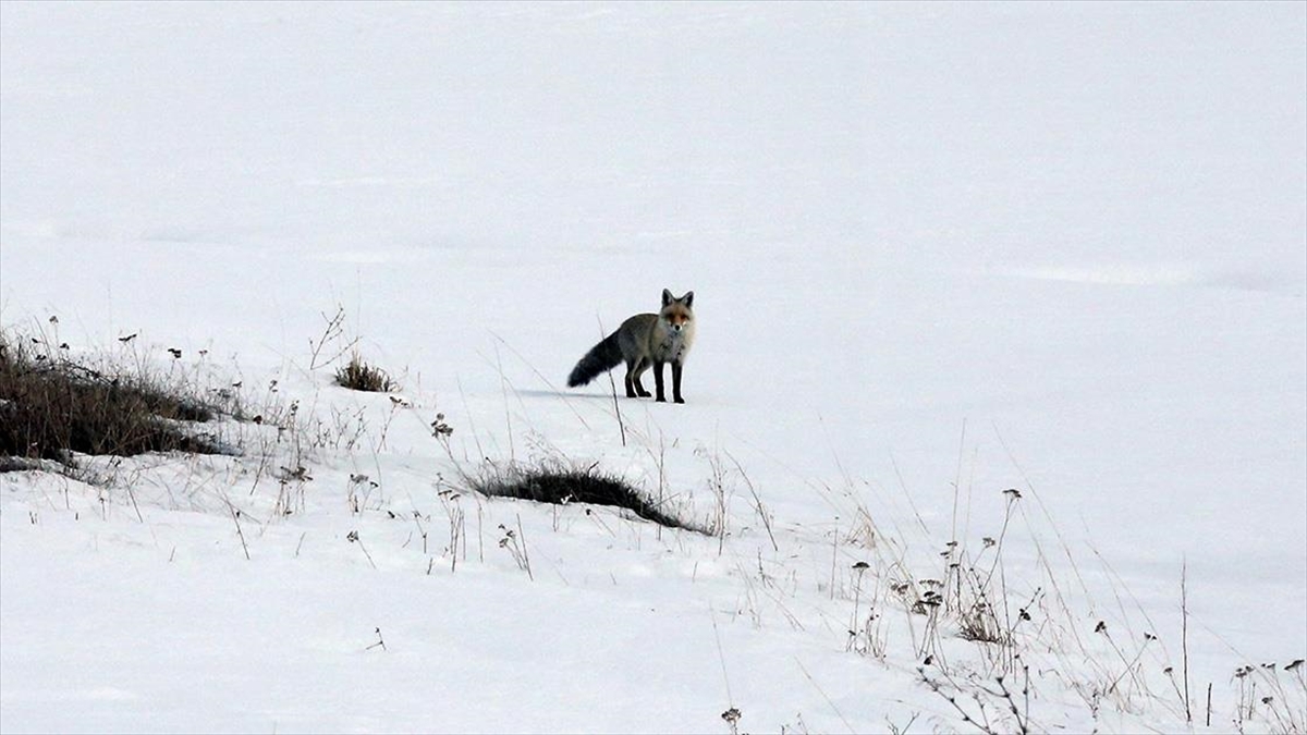Ardahan'da, aç kalan tilkilerin kar altında yem arayışı ve avlarını