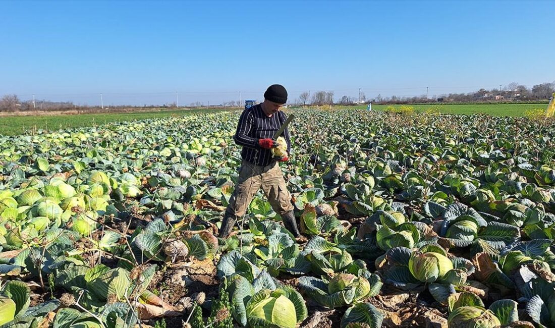 SAMSUN (AA) – Kızılırmak Nehri’nin beslediği alüvyon açısından zengin ovada,