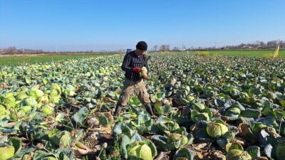 SAMSUN (AA) – Kızılırmak Nehri’nin beslediği al&uuml;vyon a&ccedil;ısından zengin ovada,