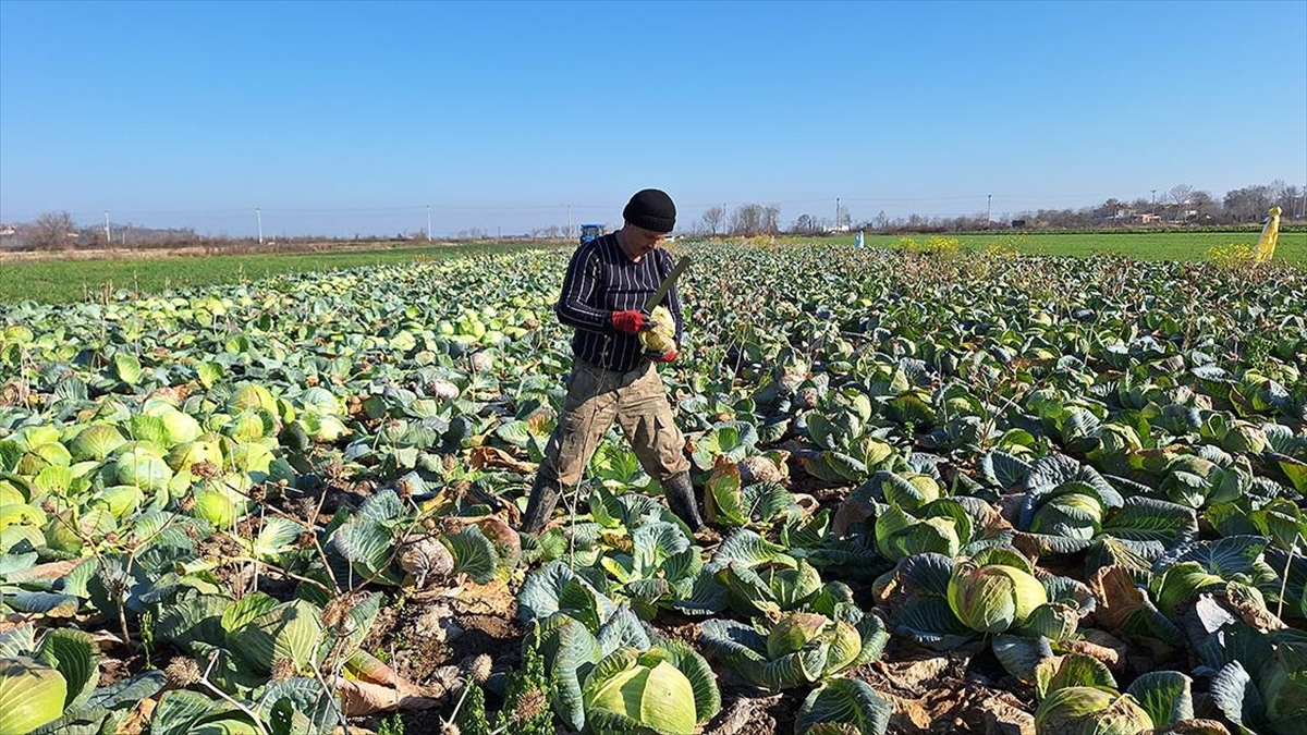 SAMSUN (AA) – Kızılırmak Nehri’nin beslediği alüvyon açısından zengin ovada,