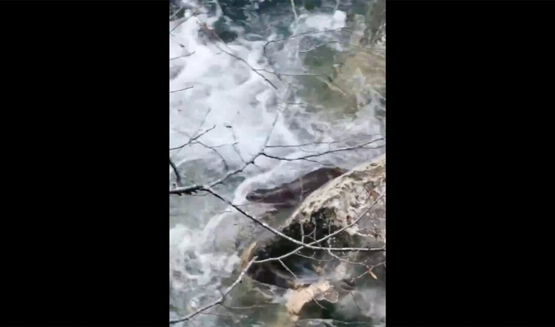 Tarım ve Orman Bakanı Yumaklı, Kastamonu'da görüntülenerek kayıt altına alınan