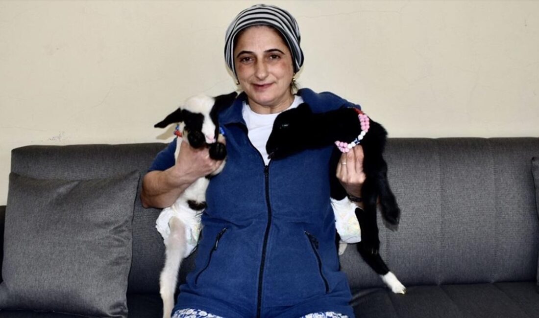 SİNOP (AA) – Ev hanımı Çilingir’in, Erikli köyünde besicilikle uğraşan