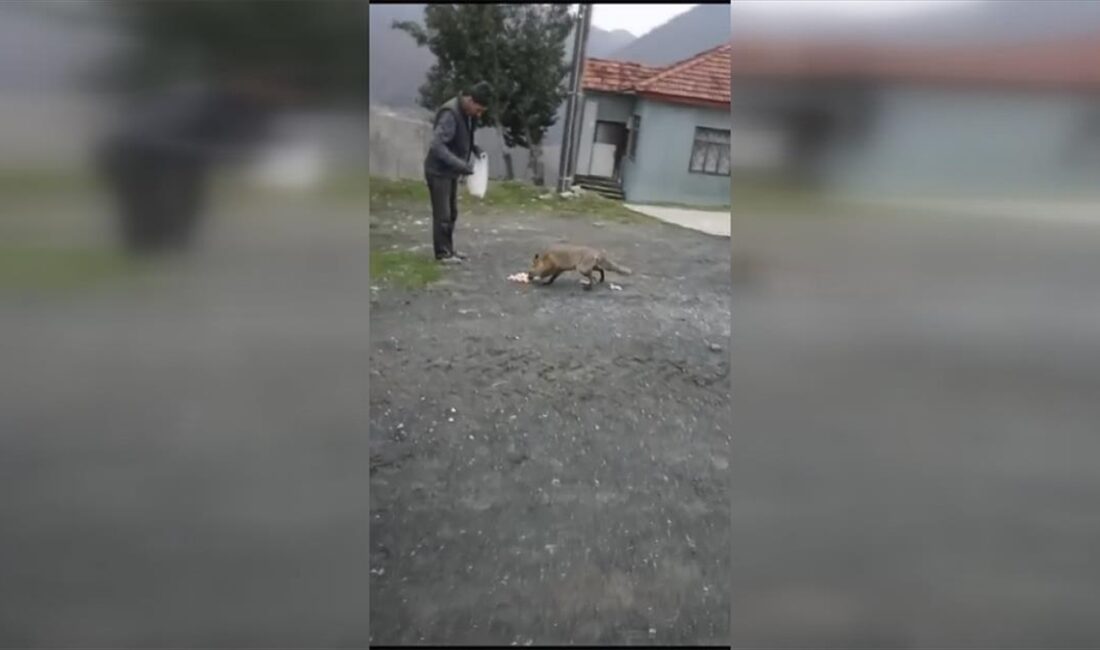 Düzce'nin Kaynaşlı ilçesinde aç kalarak köye inen tilkiyi vatandaşlar besledi.
