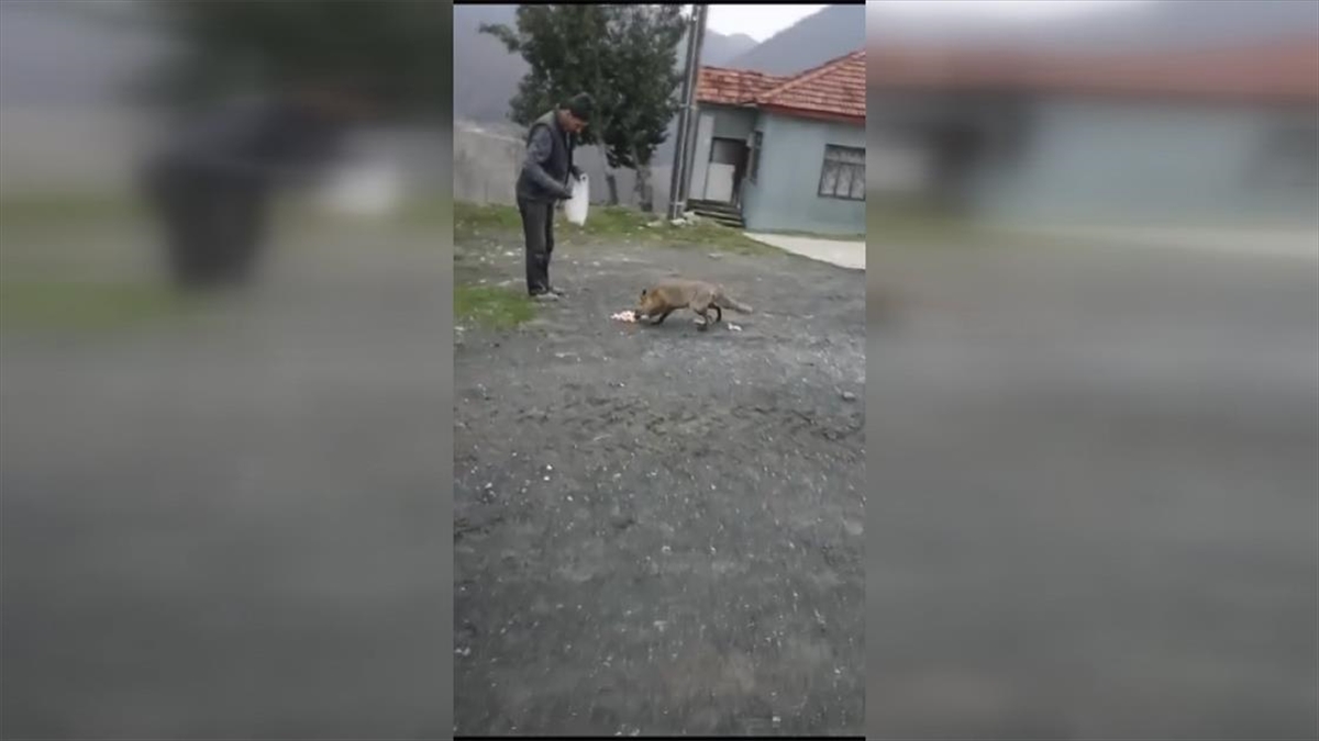 Düzce'nin Kaynaşlı ilçesinde aç kalarak köye inen tilkiyi vatandaşlar besledi.