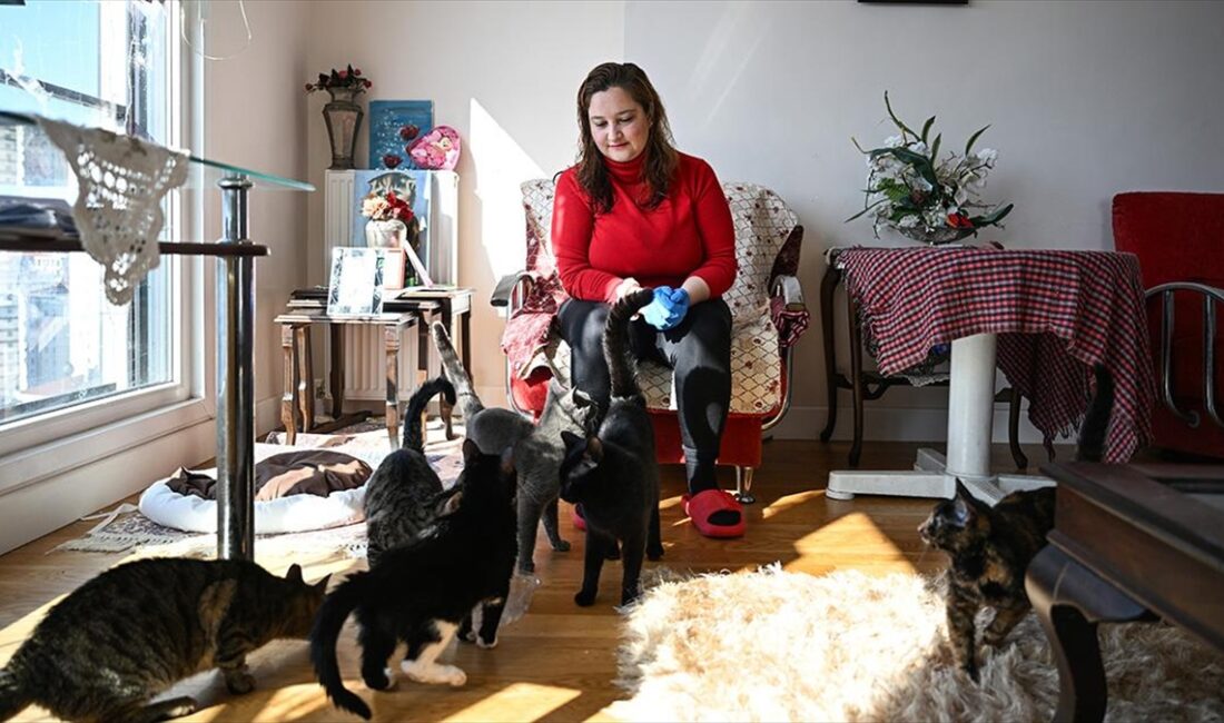 Üniversitede okurken yurdun bahçesindeki kedileri beslemesiyle hayvanlara bakmaya başlayan Hande