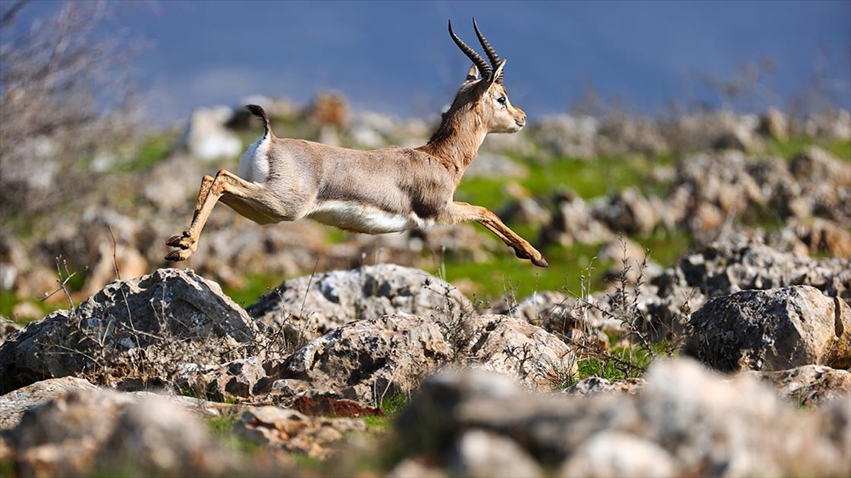 Nesli tükenme tehlikesinde olduğu için koruma tedbirleri uygulanan Hatay'daki "gazella