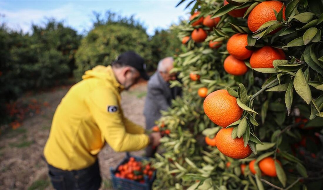 Hatay'da çeşitli sebeplerden dolayı hasat edilemeyen turunçgil bahçelerindeki mahsulü dalında