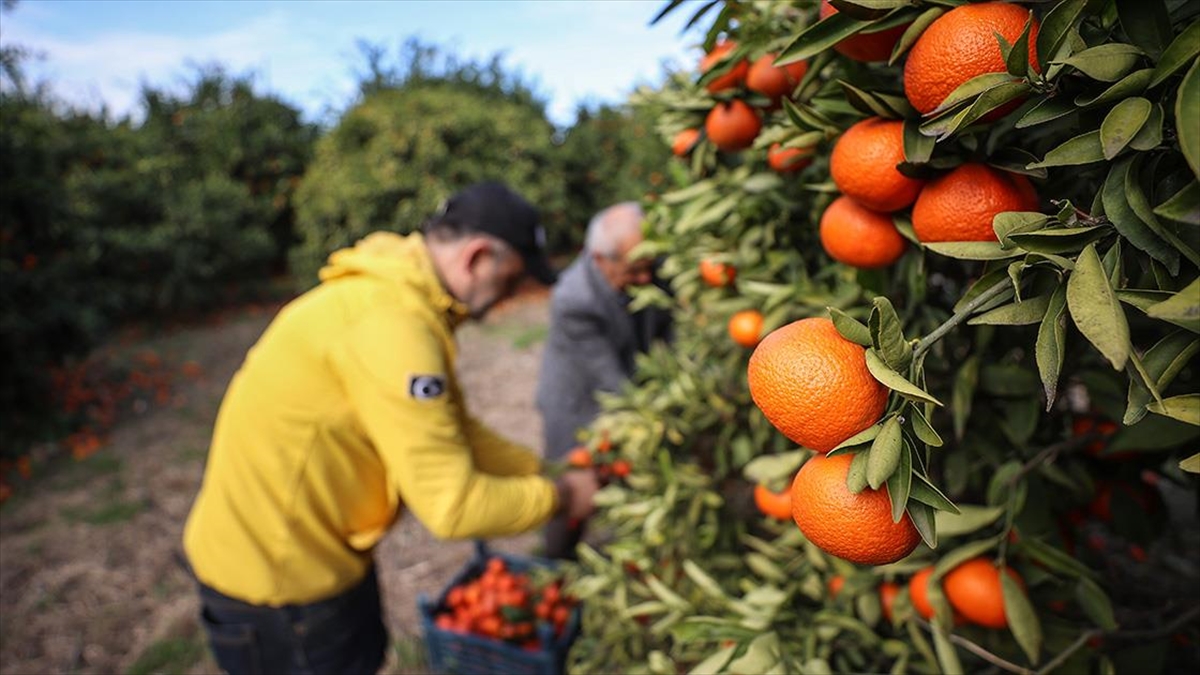 Hatay'da çeşitli sebeplerden dolayı hasat edilemeyen turunçgil bahçelerindeki mahsulü dalında