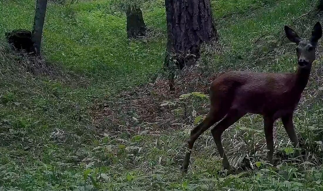 Ilgaz Dağı Milli Parkı'nda fotokapanla kaydedilen yaban hayatı görüntüleri paylaşıldı.
