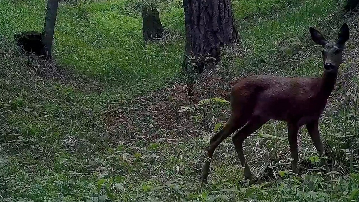 Ilgaz Dağı Milli Parkı'nda fotokapanla kaydedilen yaban hayatı görüntüleri paylaşıldı.