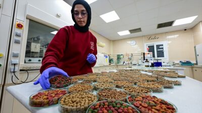 Türkiye'nin 2014 yılında 4,5 milyon dolar olan kedi köpek maması