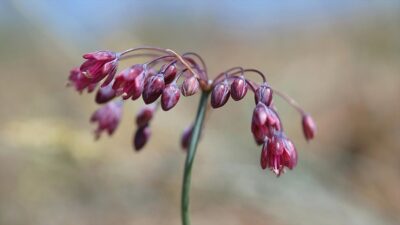 Bolu Abant İzzet Baysal Üniversitesi Biyoloji Bölümü Botanik Ana Bilim