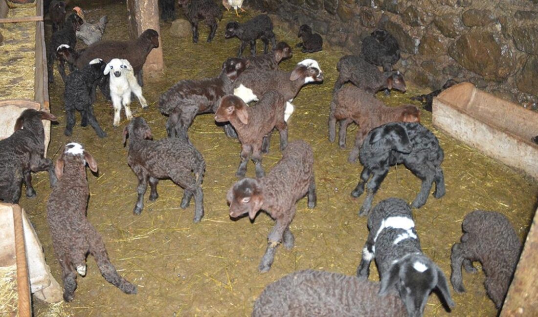 Yavruların sağlıklı dünyaya gelmesi için gebelik sürecini yakından takip ettikleri