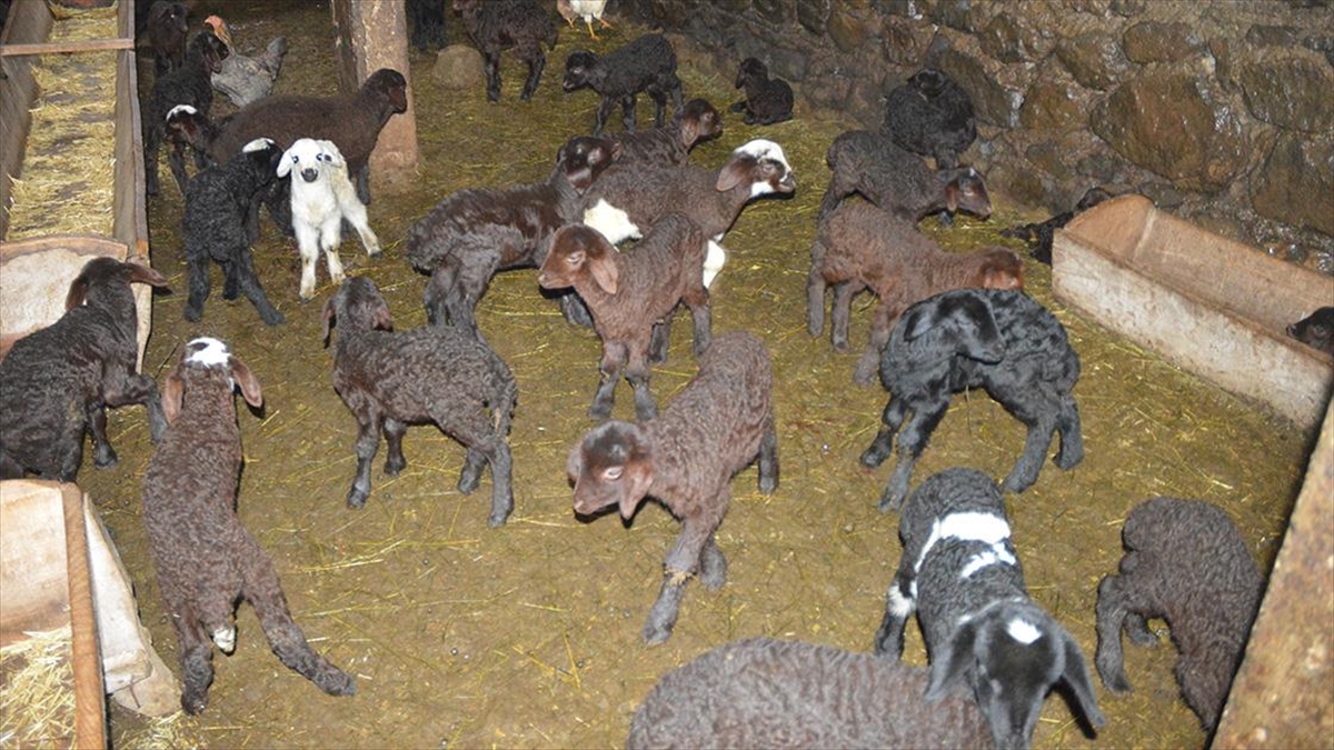Yavruların sağlıklı dünyaya gelmesi için gebelik sürecini yakından takip ettikleri