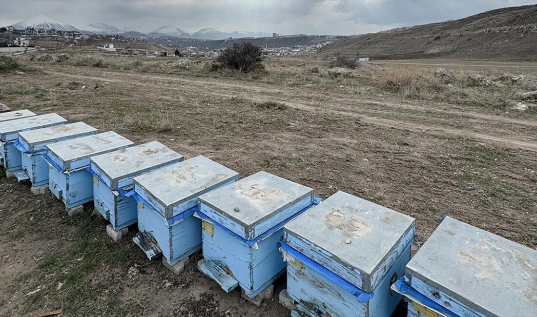 Polen kıtlığı nedeniyle yavru yapamayarak kışa yorgun giren ve parazitsel