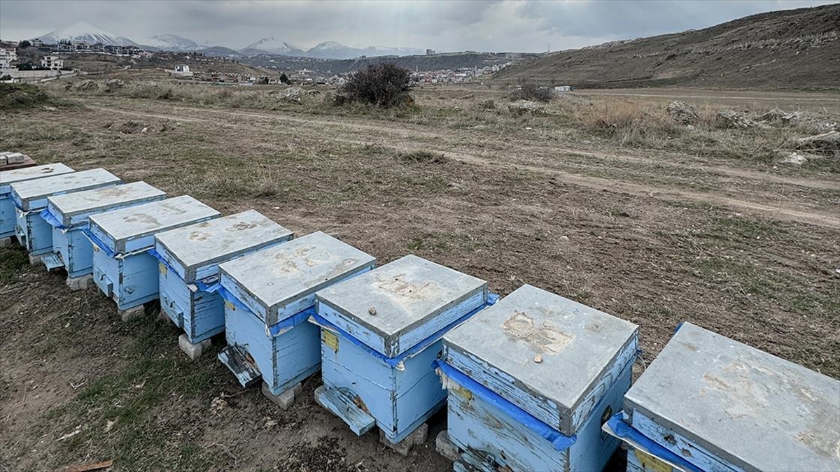 Polen kıtlığı nedeniyle yavru yapamayarak kışa yorgun giren ve parazitsel