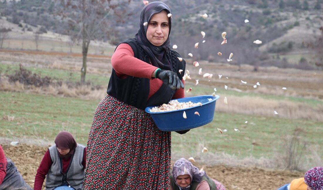 Kastamonu'nun Taşköprü ilçesinde yetiştirilen, Avrupa Birliği (AB) nezdinde tescilli sarımsağın