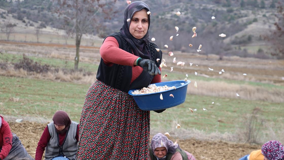 Kastamonu'nun Taşköprü ilçesinde yetiştirilen, Avrupa Birliği (AB) nezdinde tescilli sarımsağın