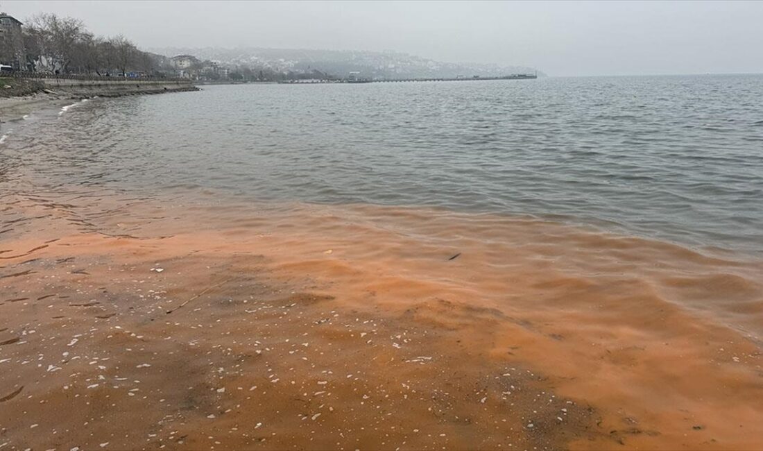 Marmara Denizi'nin Tekirdağ sahilinde sularda bulunan ancak mikroskopla görülebilen canlıların