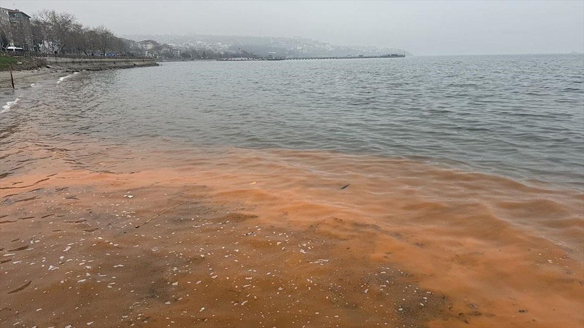 Marmara Denizi'nin Tekirdağ sahilinde sularda bulunan ancak mikroskopla görülebilen canlıların