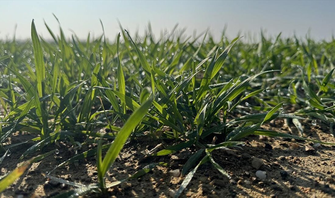 Trakya'da kış koşulları buğday üretimi açısından olumlu seyrederken çiftçi, kalite
