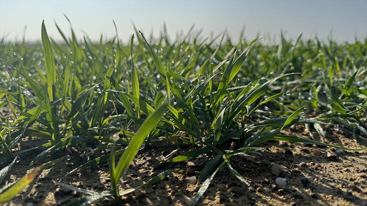 Trakya'da kış koşulları buğday üretimi açısından olumlu seyrederken çiftçi, kalite