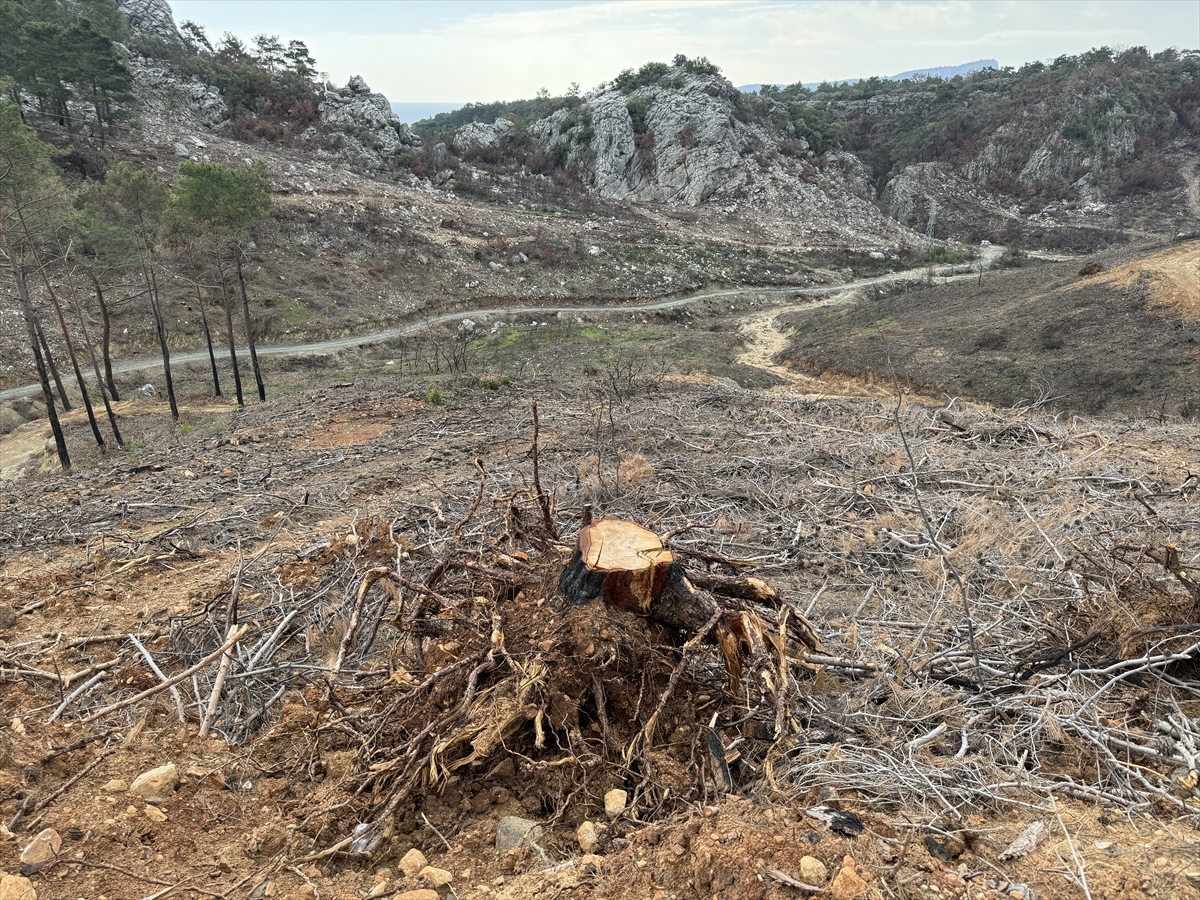 Antalya'nın Kemer ilçesinde yanan ormanlık alanın yeniden yeşermesi için çalışmalar sürüyor