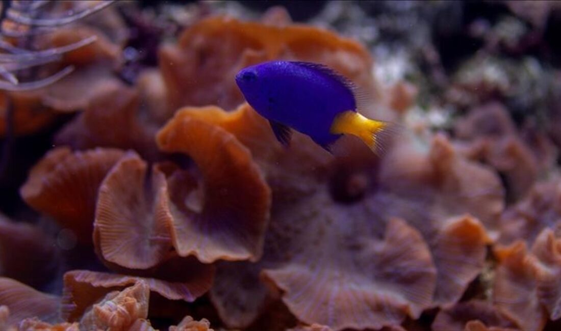 Uzmanlar, artan deniz suyu sıcaklıklarının, deniz canlıları için habitat oluşturan