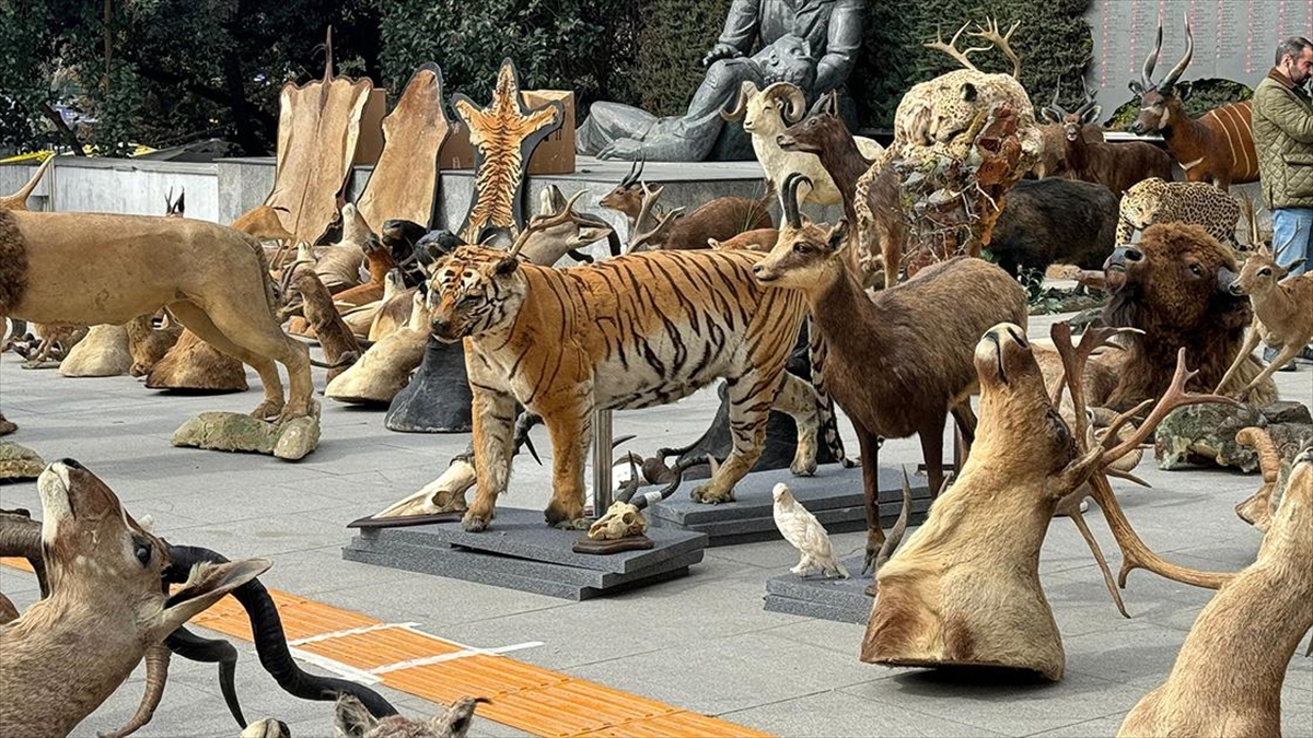 İstanbul'da, yurt içi ve yurt dışında avladığı nesli tehlike altındaki