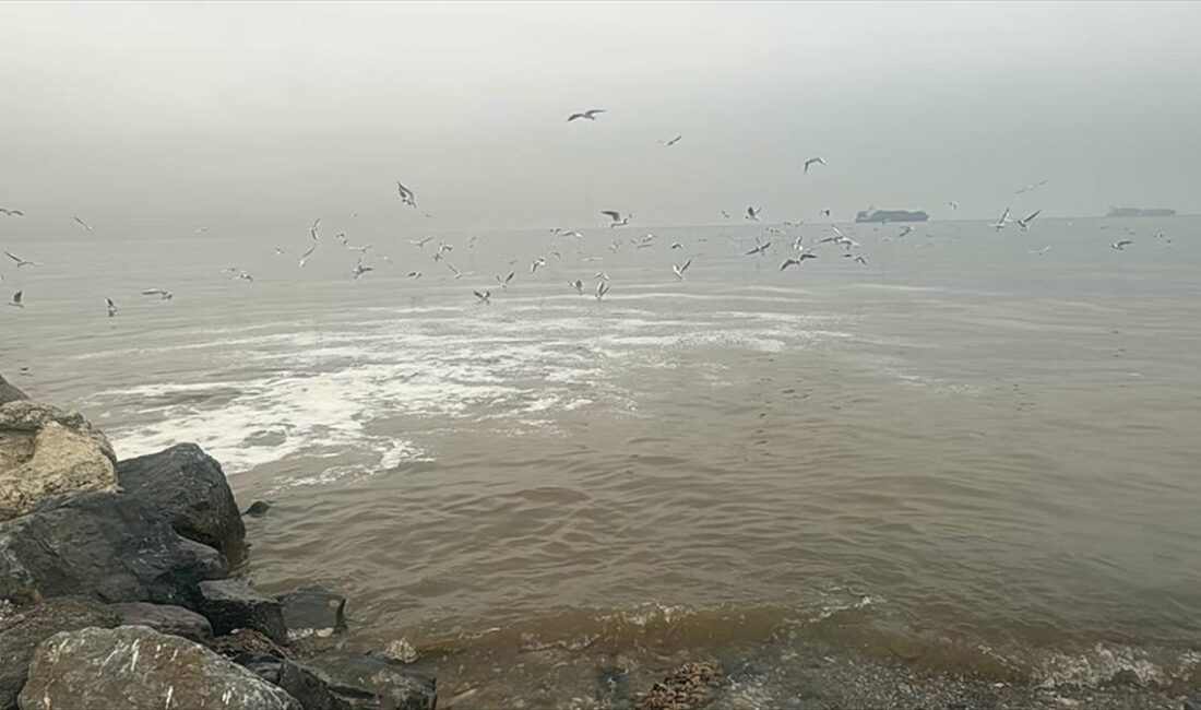 İSTANBUL (AA) – Dereağzı Mahallesindeki yaşam vadisinin çıkışında kanalizasyon suyunun