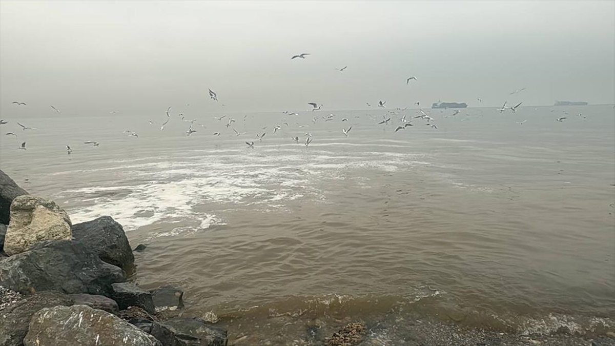 İSTANBUL (AA) – Dereağzı Mahallesindeki yaşam vadisinin çıkışında kanalizasyon suyunun