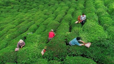 Tarım ve Orman Bakanı İbrahim Yumaklı, 363 milyon 608 bin