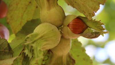 GIRESUN (AA) – &Ccedil;akmak, AA muhabirine, ​​​​​​​Tarım Sigortaları Havuzu’nun (TARSİM)