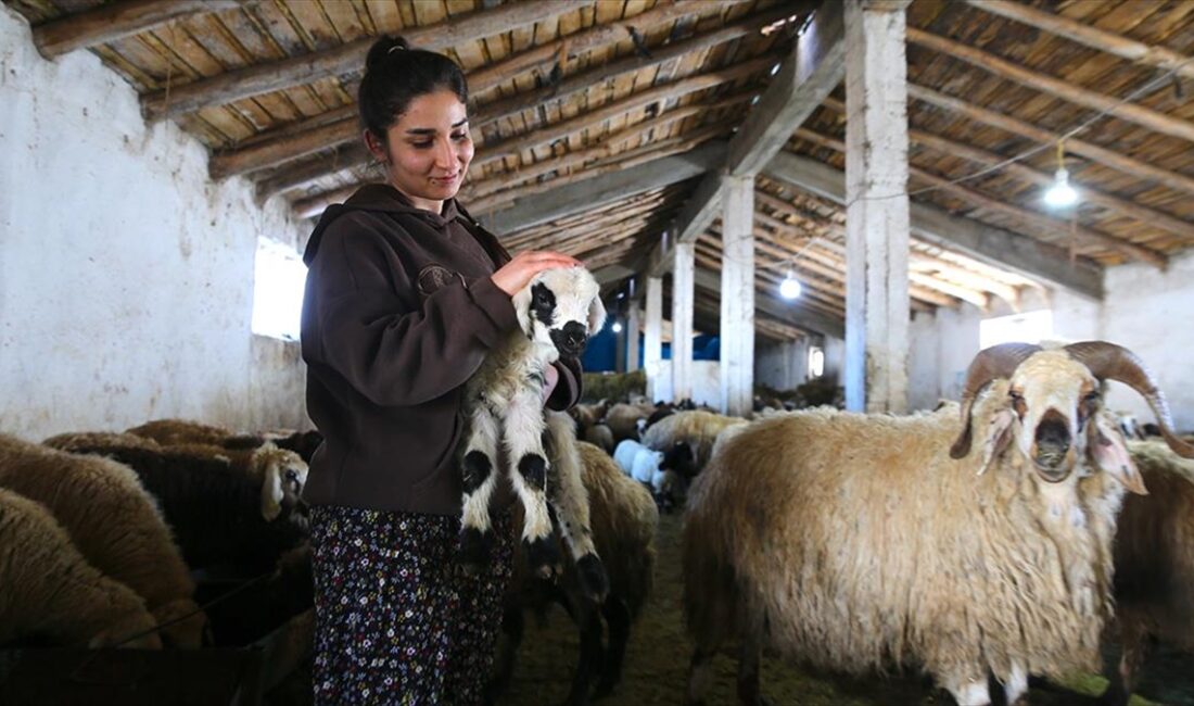 Proje kapsamında hibe almaya hak kazanan üniversite mezunu 66 girişimci,