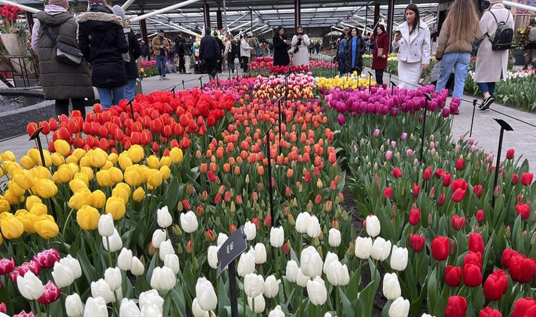 Hollanda'da, dünyanın en büyük lale bahçelerinden biri olarak bilinen Keukenhof,