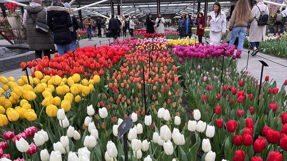 Hollanda'da, dünyanın en büyük lale bahçelerinden biri olarak bilinen Keukenhof,