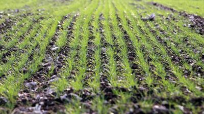 Toprak Mahsulleri Ofisi (TMO) Genel Müdürlüğü, Türkiye'nin önemli tarım ürünleri